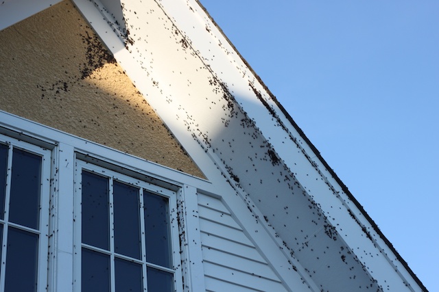 Box elder bug infestation - Seasonal pest control